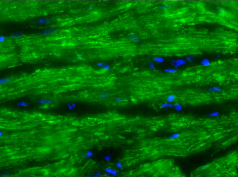 Figure1. Indirect immunofluorescence staining of cardiotin in swine heart using MUB0310P, clone SR-4, showing localization of mitochondria. Dilution 100x